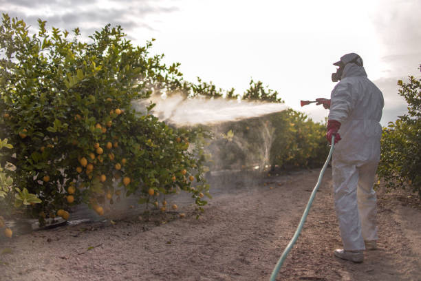 Best Wasp Removal Services  in Irvington, KY